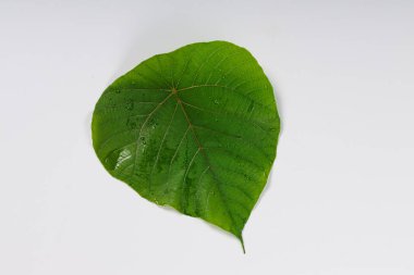 Macaranga peltata (EUPHORBIACEAE) : Podini, Thodukanni, Uppila, Uppothy, Vatta, Vattakanni. Madde: Macaranga peltata 