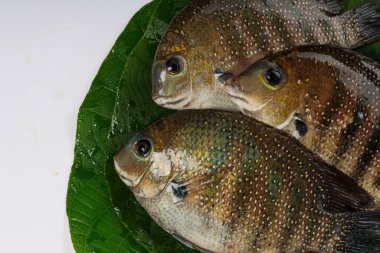 Taze çiğ Kari meen _ İnci benekli balık Macaranga peltata yaprağı ya da vattayila.