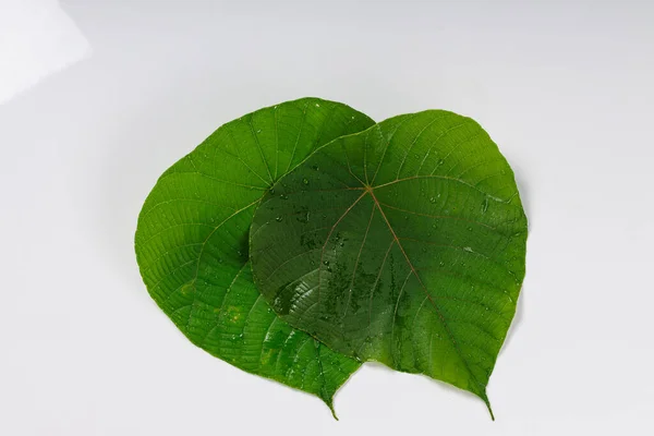 Macaranga Peltata Euphorbiaceae Podini Thodukanni Uppila Uppothy Vattakanni マカランガ ペルタータ — ストック写真