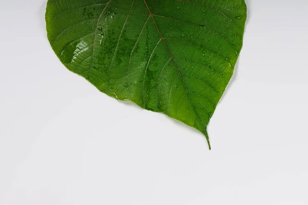 Macaranga Peltata Euphorbiaceae Podini Thodukanni Uppila Uppothy Vatta Vattakanni Citace — Stock fotografie