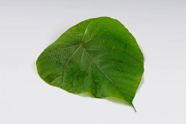 Macaranga Peltata Euphorbiaceae Podini Thodukanni Uppila Uppothy Vatta Vattakanni Citace — Stock fotografie