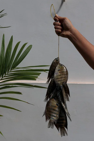 Färsk Kari Meen Pearl Spot Fish Hand Som Håller Upp — Stockfoto