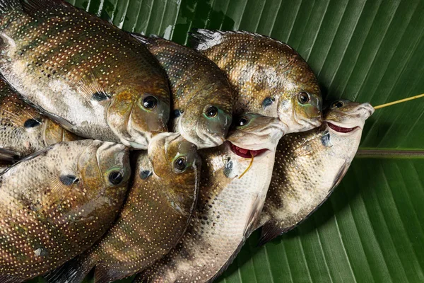 Färsk Kari Meen Pearl Spot Fish Bunden Fisk Ett Snöre — Stockfoto