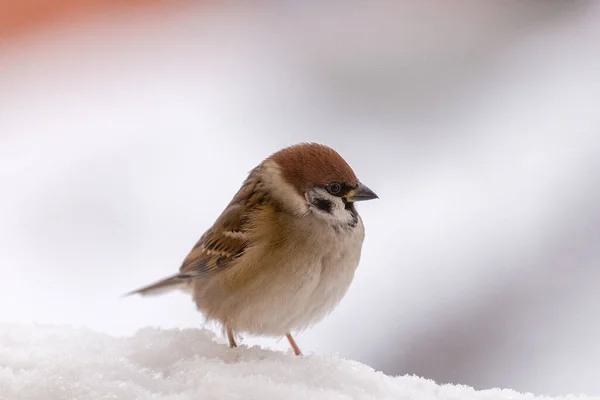 house sparrow in december snow