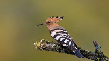 Avrasyalı Hoopoe yeşil arka planı olan bir dalda oturuyor.