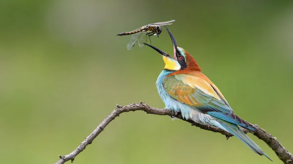 Bee Eater Sitting Branch Throws Dragonfly — Stock Photo, Image