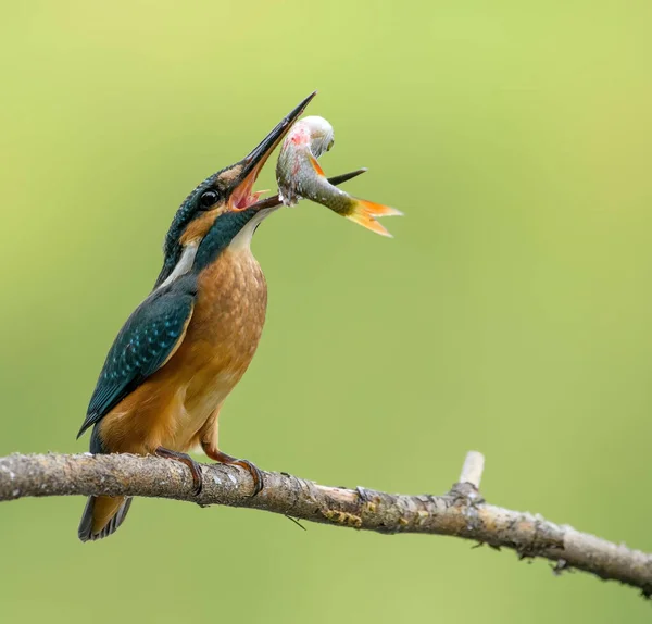 Common Kingfisher Perched Branch — Stock Photo, Image