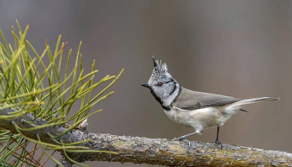 Crested Tit Bird Crest Sitting Spruce Tree Branch — Stock Photo, Image