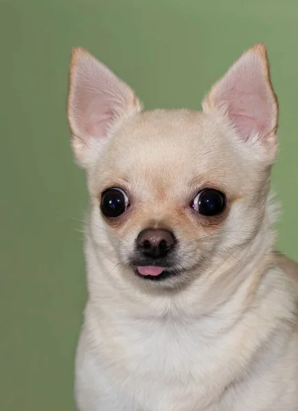 Cute Little Golden Chihuahua Showing Tongue Pet Chihuahua — стоковое фото