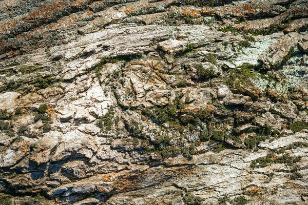 Eski kahverengi, kırsal, koyu, ahşap bir doku. Kozalaklı ağaç kabuğu