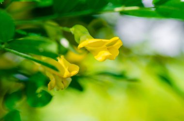 Sarı akasya çiçekleri baharda açar..