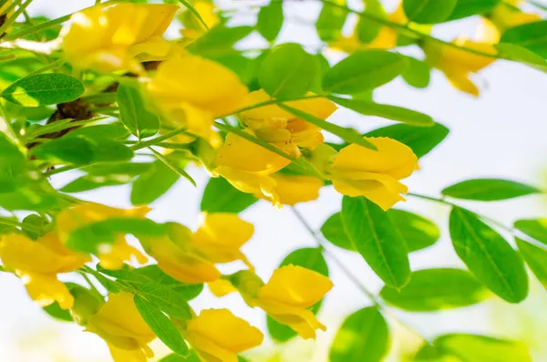 Sarı akasya çiçekleri baharda açar..