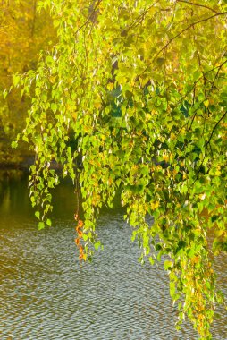 Nehir kenarındaki yeşil huş dalı