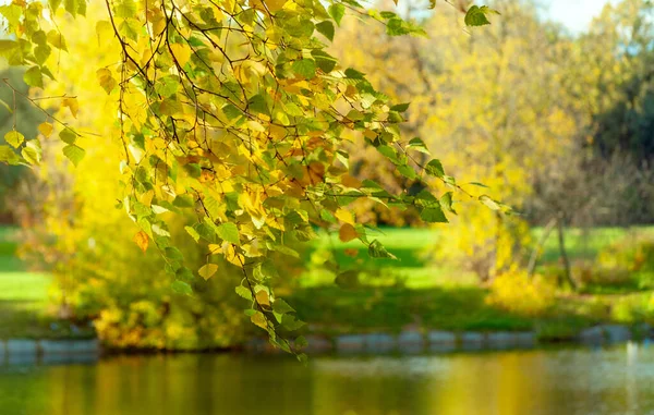 Nehir kenarındaki yeşil huş dalı