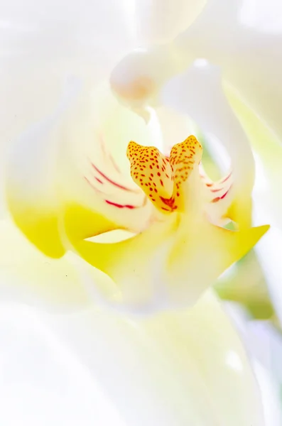 White Orchid Flower Light Background — 图库照片