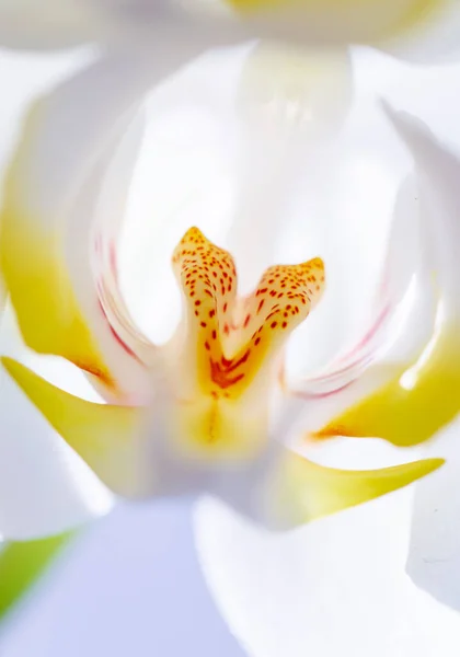 浅色背景的白兰花 — 图库照片