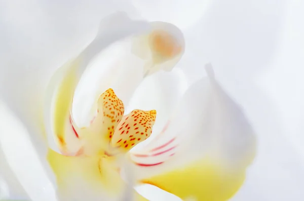 浅色背景的白兰花 — 图库照片