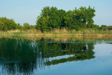 Reflection of the forest in the water in the summer.