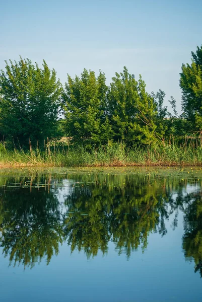Reflection of the forest in the water in the summer.