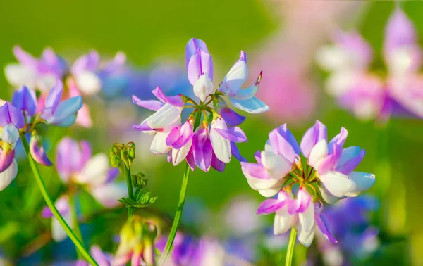 Bunga Lilac Liar Pagi Hari Lapangan Stok Foto
