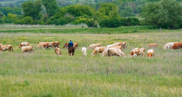 Flock Cows Pasture Space Concept — Stock Photo, Image