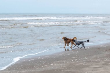 İki köpek sahilde bir ağaç dalıyla oynuyorlar.