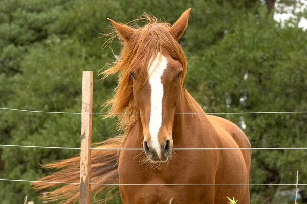 Cavallo Criollo Dai Capelli Castani Guarda Dritto Davanti Agitato Dal — Foto Stock