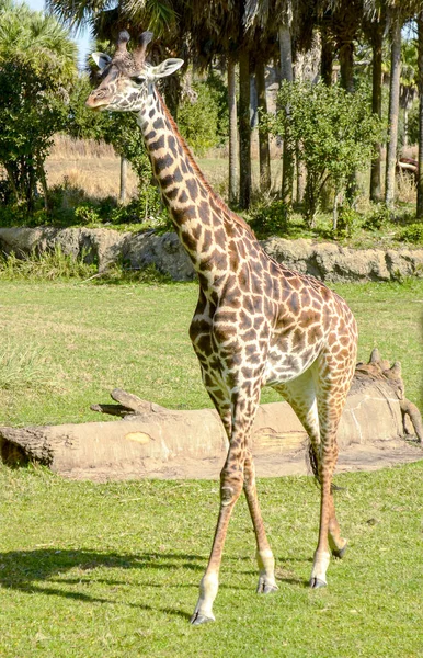 Girafa Savana Dia Ensolarado — Fotografia de Stock