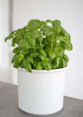 Masanın üzerinde yeşil fesleğen otu var. Evde ot yetiştiriyorum. Ev bahçesi konsepti