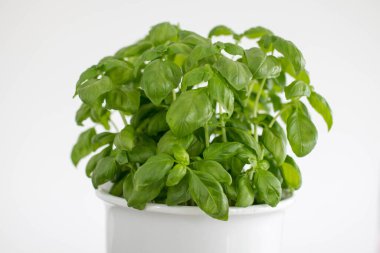 Masanın üzerinde yeşil fesleğen otu var. Evde ot yetiştiriyorum. Ev bahçesi konsepti