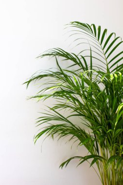 Dekoratif Areca palmiyesi, beyaz duvarın yanında. Chrysalidocarpus lutescens. Yeşil bitkiler evlerinde. Havayı tazeliyorum. Kapalı alanda bahçe işleri..