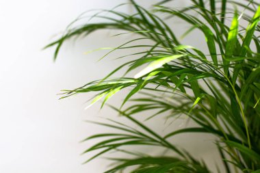 Dekoratif Areca palmiyesi, beyaz duvarın yanında. Chrysalidocarpus lutescens. Yeşil bitkiler evlerinde. Havayı tazeliyorum. Kapalı alanda bahçe işleri..