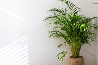 Decorative Areca palm near white wall. Chrysalidocarpus lutescens. Green plants fot home. Freshening of the air. Indoor gardening. clipart