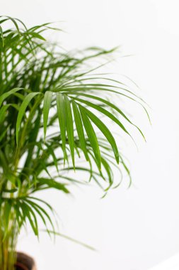 Dekoratif Areca palmiyesi, beyaz duvarın yanında. Chrysalidocarpus lutescens. Yeşil bitkiler evlerinde. Havayı tazeliyorum. Kapalı alanda bahçe işleri..