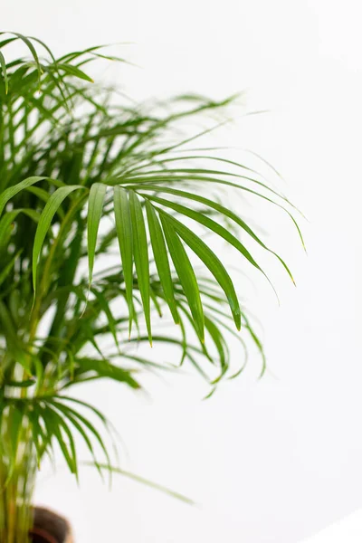 Dekoratif Areca palmiyesi, beyaz duvarın yanında. Chrysalidocarpus lutescens. Yeşil bitkiler evlerinde. Havayı tazeliyorum. Kapalı alanda bahçe işleri..