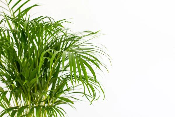 Dekoratif Areca palmiyesi, beyaz duvarın yanında. Chrysalidocarpus lutescens. Yeşil bitkiler evlerinde. Havayı tazeliyorum. Kapalı alanda bahçe işleri..
