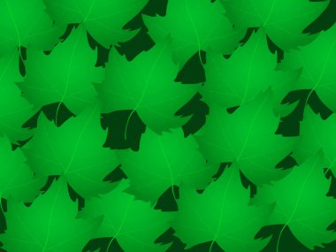 Green maple leaves pattern. Realistic maple leafs on green vector background.