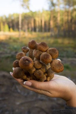 Sonbahar mantarları. Vahşi ormanda mantar topluyorum. Mantar toplayıcısının elinde bal mantarı. Bal aromalı bir aile. Dikey fotoğrafçılığı kapat.