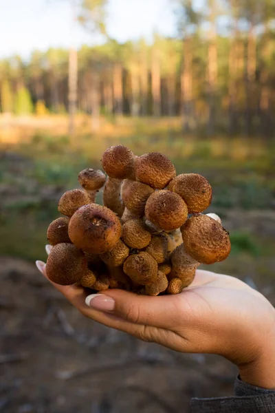 Sonbahar mantarları. Vahşi ormanda mantar topluyorum. Mantar toplayıcısının elinde bal mantarı. Bal aromalı bir aile. Dikey fotoğrafçılığı kapat.