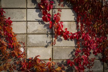 Kırmızı, mor sonbahar sarmaşık yaprakları bloklardan yapılmış taş bir duvarın arka planında..