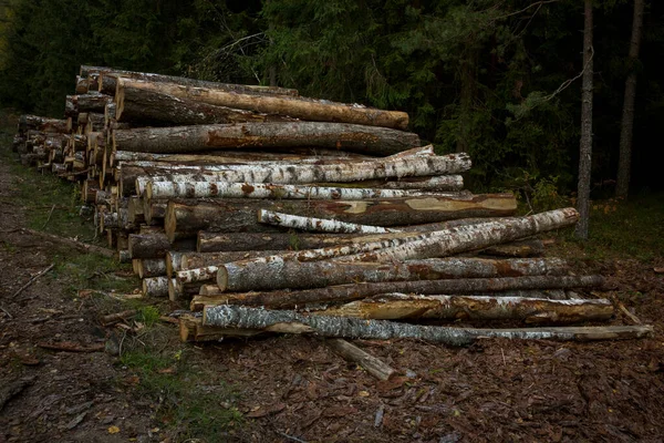 숲 속 도로를 따라 벌목을 한다. 숲 소나무와 가문비나무. 통나무 줄기 더미, 벌목 목재 산업. — 스톡 사진