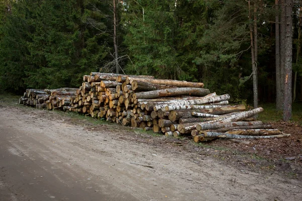 Log stacks along the forest road. Forest pine and spruce trees. Log trunks pile, the logging timber wood industry. — Stock Photo, Image