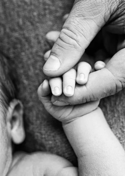 Ett nyfött barn håller med handen, fingrar handen, fingrarna på en förälder, far eller mor. Svart och vitt foto. — Stockfoto