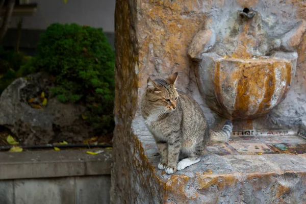 Gris divertido brindle gato en el fondo de una vieja fuente de mármol rojo. Retrato de un gato salvaje. Gatos sin hogar en las calles de Tiflis. El gato está sentado. — Foto de Stock