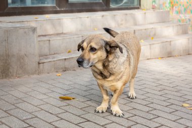 Kaldırımda çok renkli saçlı, komik bir köpek duruyor. Üzgün görünüyor. Terk edilmiş bir köpeğin portresi. Tiflis sokaklarında evsiz köpekler. Sterilize edilmiş ve parçalanmış köpekler..