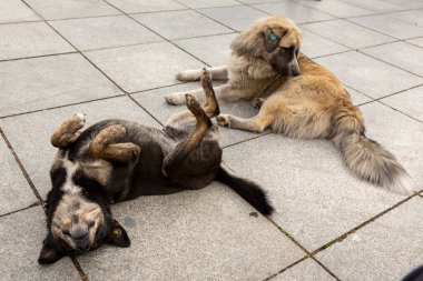 Farklı renklerde iki köpek granit levhalarda yatar ve hayatın tadını çıkarırlar. Terk edilmiş bir köpeğin portresi. Tiflis sokaklarında evsiz köpekler. Sterilize edilmiş ve parçalanmış köpekler..
