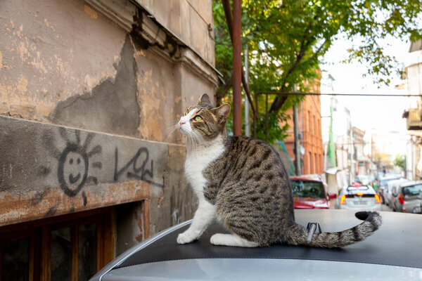 A funny cat with a white chest and paws and a gray spotted back sits on the roof of a car. Portrait of a wild cat. Homeless cats on the streets of Tbilisi.