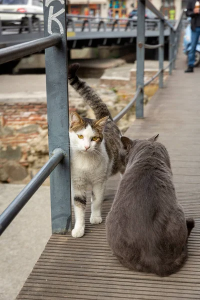 Spotkanie dwóch kotów na chodniku. Szare i wielokolorowe białe koty. Pozowanie dla fotografa. Portret dzikiego kota. Bezdomne koty na ulicach Tbilisi. — Zdjęcie stockowe