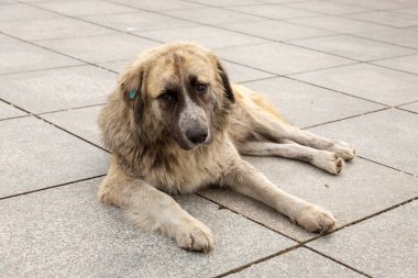 Çok renkli kürkü olan büyük tüylü bir köpek granit levhaların üzerinde yatıyor. Terk edilmiş bir köpeğin portresi. Tiflis sokaklarında evsiz köpekler. Sterilize edilmiş ve parçalanmış köpekler..