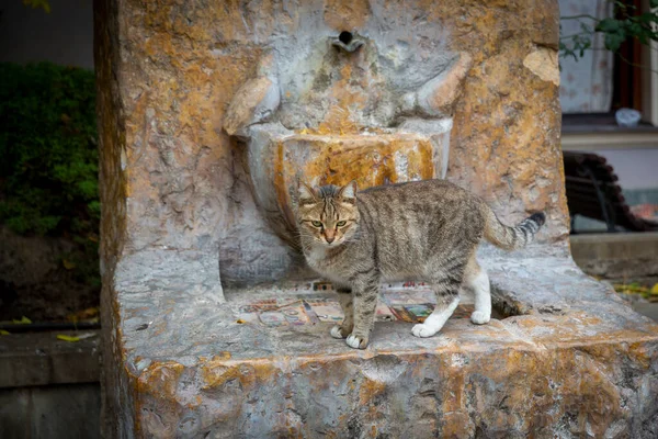 Gris divertido brindle gato en el fondo de una vieja fuente de mármol rojo. Retrato de un gato salvaje. Gatos sin hogar en las calles de Tiflis. El gato se está moviendo — Foto de Stock